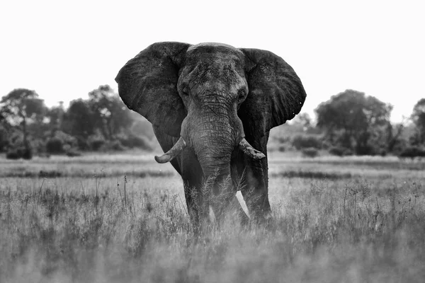 Африканское Сафари Слон Траве Дикая Природа Слон Среде Обитания Мореми — стоковое фото