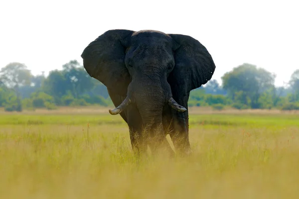 Afrika Safari Fil Çim Doğadan Fil Habitat Moremi Okavango Delta — Stok fotoğraf