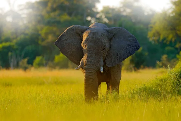 Elefante Hierba Hermosa Luz Tarde Escena Vida Silvestre Naturaleza Elefante — Foto de Stock