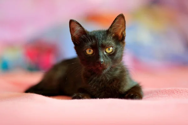 Home black cat in the pink. Cute babe kitten in the bed with pink bedlinen.