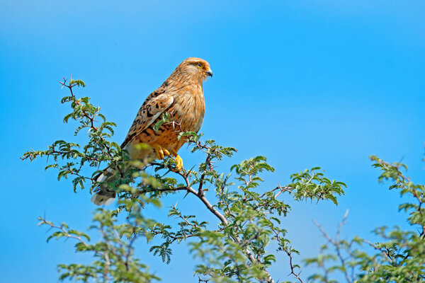 White-eyed  greater kestrel, Falco rupicoloides, sitting on the tree branch with blue sky, Moremi, Okavango delta, Botswana, Africa. Birds of prey in the nature habitat. Wildlife scene from nature.