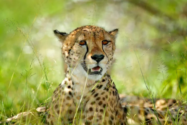 Cheetah Acinonyx Jubatus Retrato Detalhado Gato Selvagem Mamífero Mais Rápido — Fotografia de Stock