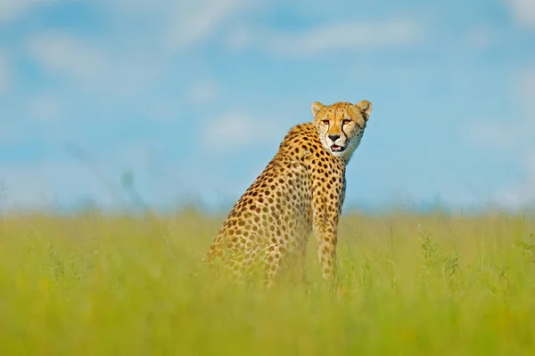 猎豹猎豹 行走野生猫 最快的哺乳动物在陆地上 博茨瓦纳 猎豹在草丛中 蓝天白云 自然栖息地发现野生猫 — 图库照片