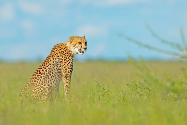 Guépard Dans Herbe Ciel Bleu Avec Des Nuages — Photo