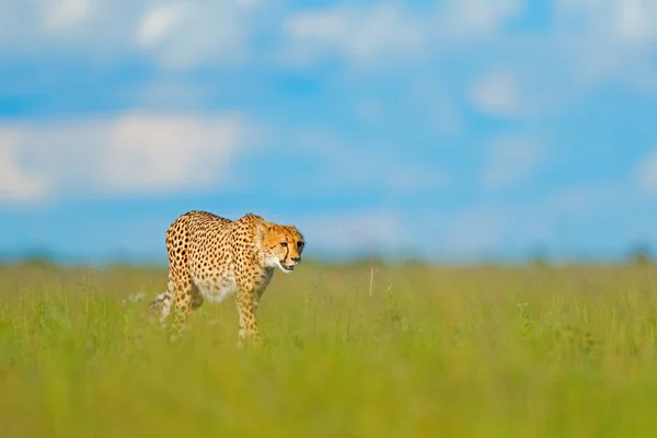 Cheetah Acinonyx Jubatus Walking Wild Cat Fastest Mammal Land Botswana — Stock Photo, Image