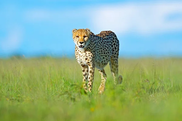 Gepárd Acinonyx Jubatus Pusztaság Macska Séta Leggyorsabb Emlősök Földet Botswana — Stock Fotó