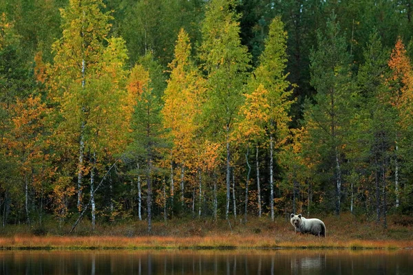 Beer Verstopt Geel Bos Herfstbomen Met Beer Mooie Bruine Beer — Stockfoto