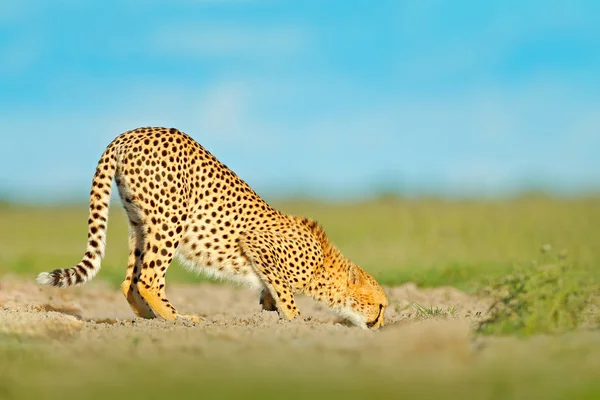 猎豹在路上喝水 猎豹在草丛中 蓝天白云 在自然栖息地发现野生猫 野生动物场景从自然 奥卡万戈三角洲 莫瑞米动物保护区在博茨瓦纳 动物行为 — 图库照片