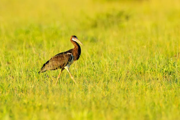 アブディムの白地のコウノトリCiconia Abdimiiは ボツワナのモレミ州オカバンゴ デルタ Okavango Delta の草の中を歩いている アフリカの鳥と川 自然の中でコウノトリの生息地行進 アフリカの自然から見た野生動物 — ストック写真