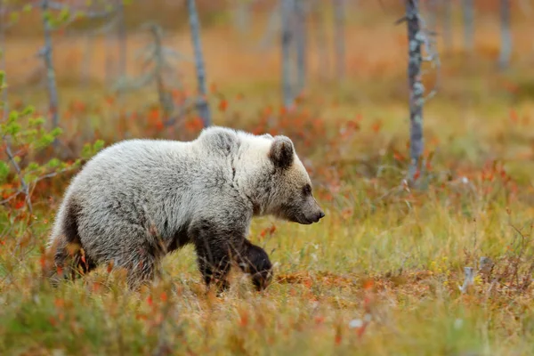 Μοναχικό Νεαρό Σκύμνος Φέρει Στο Πευκοδάσος Αρκούδα Κουτάβι Χωρίς Μητέρα — Φωτογραφία Αρχείου
