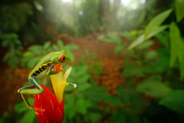 红眼树蛙在自然栖息地 动物用大红眼睛 在河上的森林 青蛙从哥斯达黎加 广角透镜 野生动物场景热带森林 动物栖息地 丛林中的动物 — 图库照片