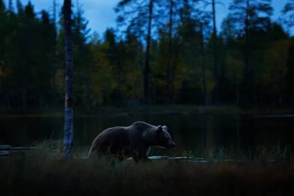 Nature Nocturne Avec Ours Caché Dans Forêt Arbres Automne Avec — Photo