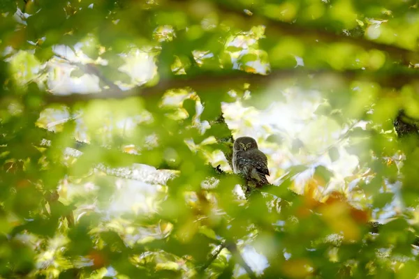 Ευρασιατική Κουκουβάγια Πυγμαίος Κάθεται Στο Πράσινο Καλοκαίρι Βλάστηση Κρυμμένα Στο — Φωτογραφία Αρχείου