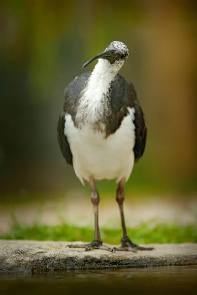 Saman Boyunlu Aynak Threskiornis Spinicollis Kuş Avustralya Dan Portresi Ayrıntı — Stok fotoğraf