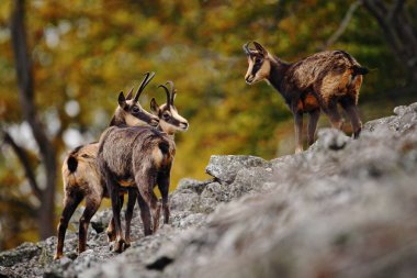 Chamois, Rupicapra rupicapra, kayalık tepede, orman içinde geçmiş, Studenec tepe, Çek Cumhuriyeti. Boynuz hayvan, Chamois ile yaban hayatı sahne. Chamois ile orman landscpae.