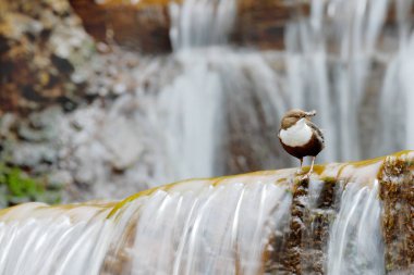 Zaman, yaban hayatı Almanya iç içe geçirme kepçe, beyaz Gerdanlı Cinclus cinclus, beyaz boğaz nehir, şelale içinde belgili tanımlık geçmiş, tasarı, gıda ile doğa ortamlarında hayvan davranışları ile kahverengi kuş.