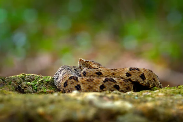 Bothrops atrox, Common lancehead, in the tropical forest. Poison animal in the dark jungle. Detail of rare snake from Trinidad. Danger animal from tropic forest. Snake hidden in the jungle.