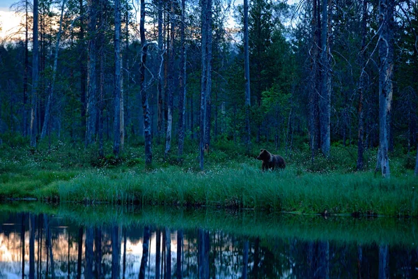 Одинокий Медвежонок Сосновом Лесу Медвежонок Мамы Крошка Коричневое Животное Лесу — стоковое фото