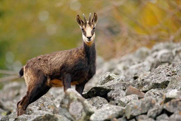 Chamois Rupicapra Rupicapra Sur Colline Rocheuse Forêt Arrière Plan Colline — Photo