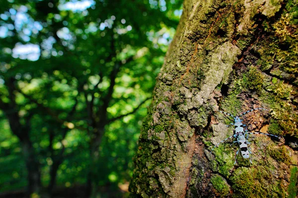 Rosalia Longicorn Rosalia Alpina Mating Nature Green Forest Habitat Czech — Stock Photo, Image