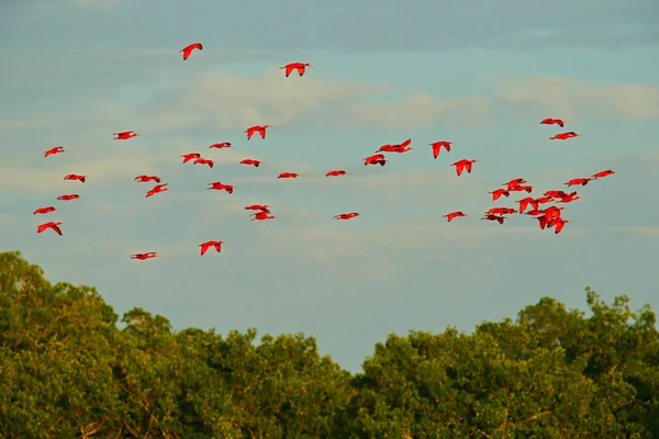 Scarlet Ibis Eudocimus Ruber Exotic Red Bird Nature Habitat Bird — Stock Photo, Image