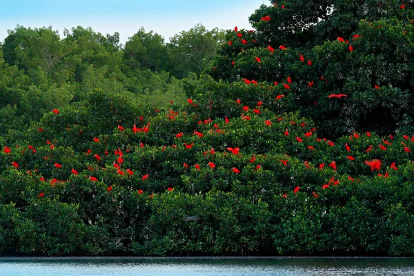 Scarlet Ibis Eudocimus Ruber Αποικία Πουλί Κάθεται Στο Δέντρο Caroni — Φωτογραφία Αρχείου