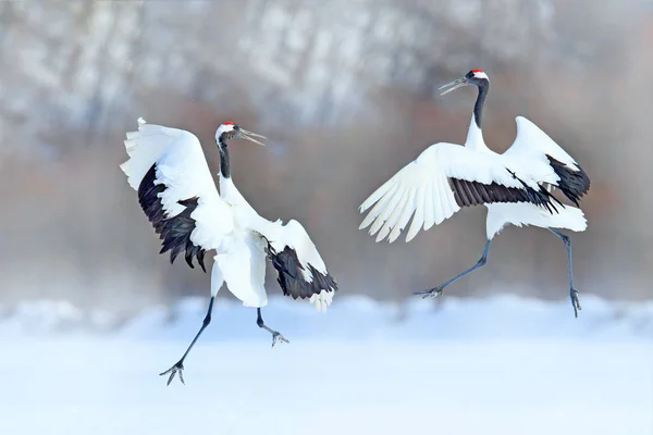 Χορεύοντας Ζευγάρι Κόκκινος Στεμμένος Γερανός Ανοιχτά Φτερά Χειμώνα Χοκάιντο Ιαπωνία — Φωτογραφία Αρχείου