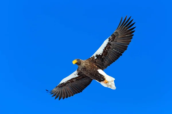 オオワシ Haliaeetus 北海道 日本の青空と獲物の鳥を飛行します オープンの翼を持つワシします 自然から野生動物のシーン — ストック写真