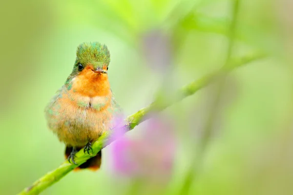 房状コケット オレンジ色の紋と緑と紫の花の生息地で襟付きカラフルなハチドリ トリニダードからアクション シーン 明確な緑の背景のピンクの花の横を飛んでいる鳥 — ストック写真