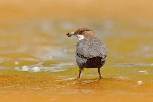 Белогорлая Диппер Cinclus Cinclus Коричневая Птица Белым Горлом Реке Водопад — стоковое фото