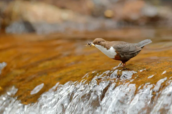 White Throated Dipper Cinclus Cinclus Brown Bird White Throat River — Stock Photo, Image