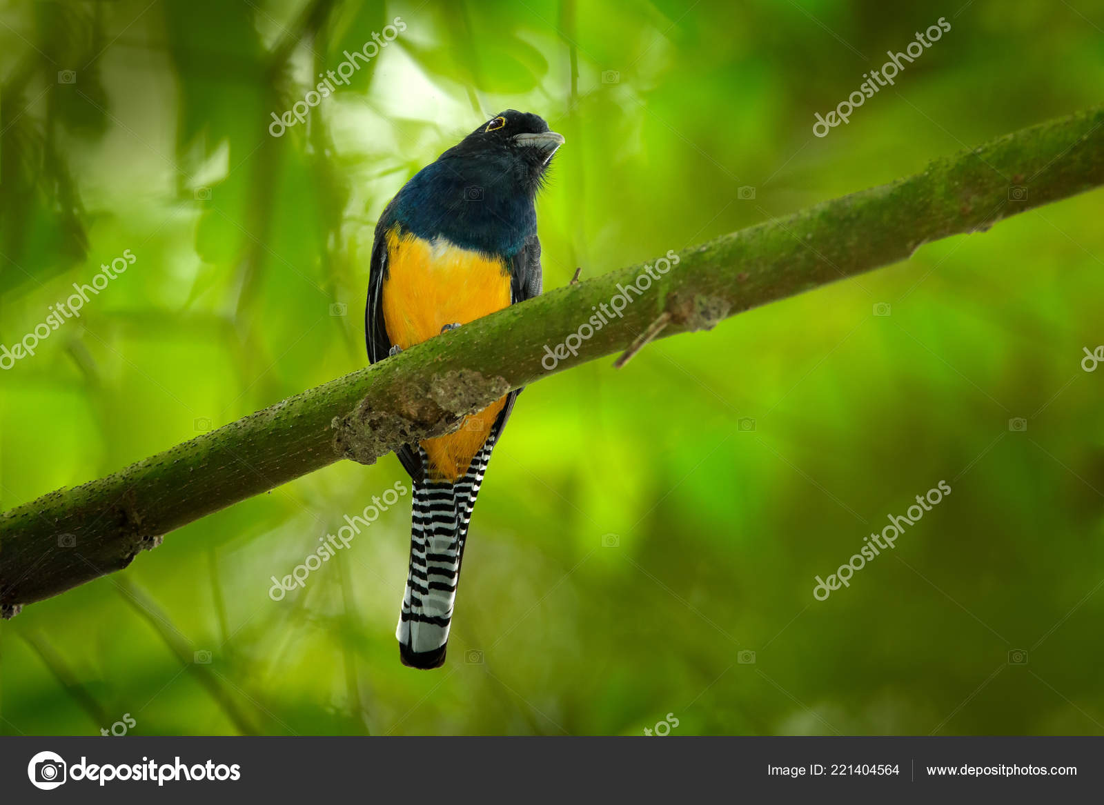 Guianan Trogon Trogon Violaceus Gelber Und Dunkelblauer Exotischer Tropischer Vogel Stockfotografie Lizenzfreie Fotos C Ondrejprosicky