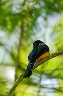 Guianan Trogon, Trogon violaceus, ormanda, Trinidad ince dalı üzerinde oturan sarı ve koyu mavi egzotik tropik kuş. Ormandan gelen yaban hayatı sahne. Yeşil palmiye ağacı kuş gizlenmiştir.