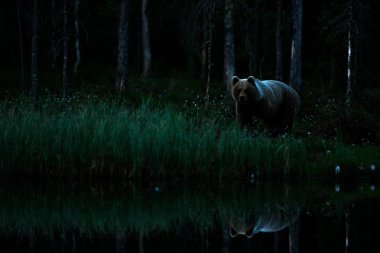 Kahverengi ayı karanlık gece ormanda yürüyüş. Tehlikeli hayvan doğa Tayga ve çayır ortamlarında. Finlandiya yaban hayatı yerinden Rus sınırına yakın. Pamuk çimen çiçek gölün etrafında yaz.