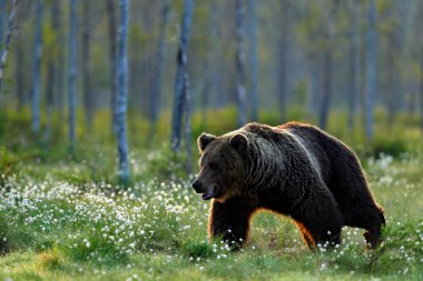 Kahverengi ayı ormanda yürüyor, sabah ışığı. Tayga ve çayır habitatlarında tehlikeli bir hayvan. Finlandiya 'dan Rusya sınırına yakın bir vahşi yaşam sahnesi. Pamuk göl çevresinde çiçek açar, yaz mevsiminde..