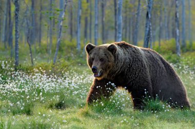 Kahverengi ayı ormanda yürüyor, sabah ışığı. Tayga ve çayır habitatlarında tehlikeli bir hayvan. Finlandiya 'dan Rusya sınırına yakın bir vahşi yaşam sahnesi. Pamuk göl çevresinde çiçek açar, yaz mevsiminde...