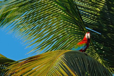 Big red parrot Red-and-green Macaw, Ara chloroptera, sitting on the branch, palm tree. Trinidad and Tobago. Wildlife scene in nature. Birdwatching in America, animal behavour, birds with fruits. clipart