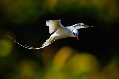 Tropik kuşu, kırmızı gagalı Phaethon aethereus, Karayip gelen nadir kuş. Tropik kuşu ile yeşil orman arka planda uçan. Yaban hayatı sahne küçük Tobago. Beyaz kuş uçuş doğada, Trinidad
