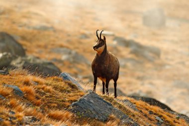 Chamois, Rupicapra rupicapra, sonbahar çimleri ile kayalık tepe, dağ Gran Paradiso, İtalya için. Doğada yabani hayvanlar ve bitkiler sahne. Boynuz Habitat hayvanla.