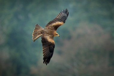 Siyah uçurtma uçuş, Milvus migrans, yırtıcı kuş sinek kışlık çayır kar ile yukarıda. Av hayvanı yakalamak ile.