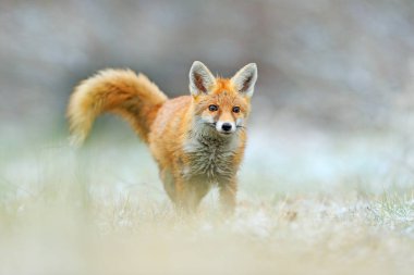 Kızıl Tilki Zıplama, Vulpes vulpes, yaban hayatı sahne Avrupa'dan. Turuncu kürk ceket hayvan doğa ortamlarında. Yeşil orman çayır üzerinde tilki.
