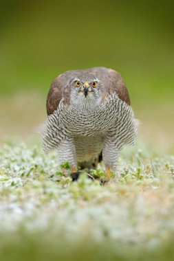 Çakır kuşu, Accipiter gentilis, öldürdü karanlık sincap ormanın içinde beslenirler. Orman Habitat bir yırtıcı kuş, kış yeşil bitki örtüsü içinde ilk kar ile. Kuş bahaviour, yaban hayatı sahne doğadan, İsveç.