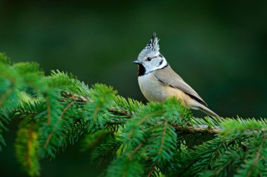 Tepeli baştankara güzel liken dalı ile açık sarı arka plan üzerinde oturuyor. Doğa habitat kuş. Songbird kret ile detay portresi. Yaban hayatı sahne Güz ormandan gelen.