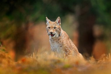 Avcılık bayağı vaşak yeşil orman içinde. Sevimli genç kedi portresi. Avrupa doğadan yaban hayatı sahne. Lynx doğa yaşam, Sumava, Çek Cumhuriyeti.