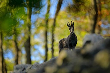 Chamois, Rupicapra rupicapra, kayalık tepede, orman içinde geçmiş, Studenec tepe, Çek Cumhuriyeti. Boynuz hayvan, Chamois ile yaban hayatı sahne. Chamois ile orman landscpae.