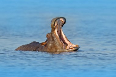 Su açık namlu ile su aygırı. Afrika su aygırı, su aygırı amphibius capensis, akşam güneşi, doğa su habitat, Botswana, Afrika'da hayvan ile. Yaban hayatı sahne doğadan.