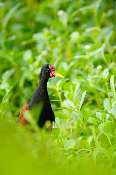 Ваттлед Джакана Бродячая Птица Тринидада Тобаго Птица Длинной Ногой Траве — стоковое фото