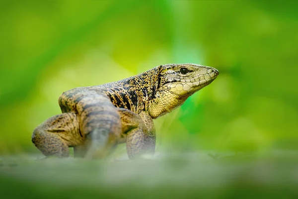 Goldtegu Tupinambis Teguixin Großes Reptil Natürlichen Lebensraum Grüne Exotische Tropische — Stockfoto