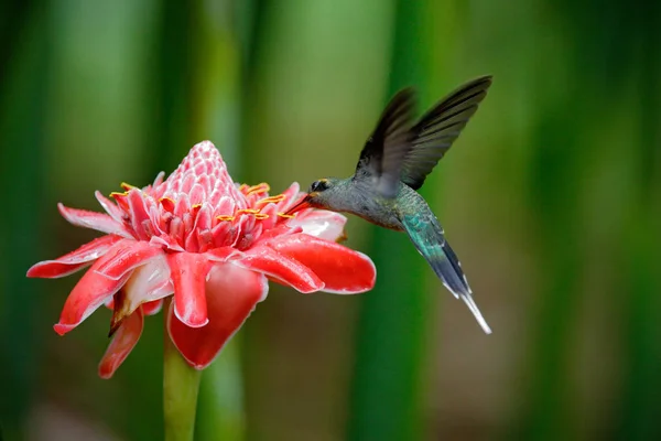 Shiny Bird Flying Next Beautiful Pink Red Flower Jungle Action — Stock Photo, Image