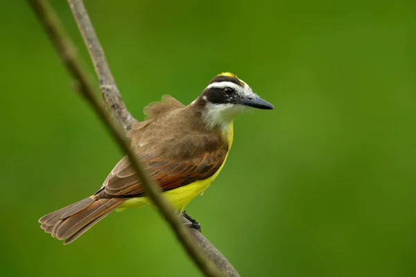 Świetne Modrowronka Pitangus Sulphuratus Brązowy Żółty Tropikalny Tanager Ciemnym Zielonym — Zdjęcie stockowe